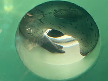 しながわ水族館に投稿された画像（2023/8/28）