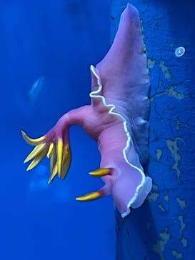 しながわ水族館に投稿された画像（2023/8/28）