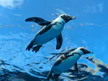 サンシャイン水族館に投稿された画像（2023/8/28）