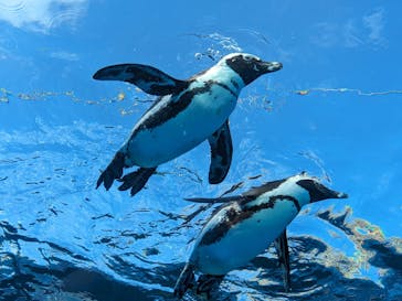 サンシャイン水族館に投稿された画像（2023/8/28）