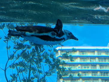 サンシャイン水族館に投稿された画像（2023/8/28）