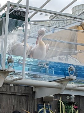 サンシャイン水族館に投稿された画像（2023/8/28）