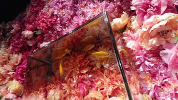 NARA KINGYO MUSEUMに投稿された画像（2023/8/28）