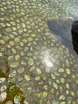 蓮沼ウォーターガーデンに投稿された画像（2023/8/28）