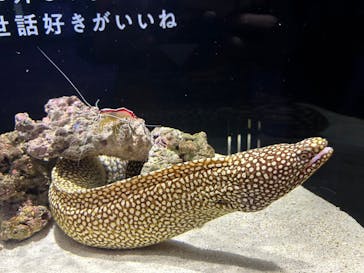 横浜開運水族館 フォーチュンアクアリウムに投稿された画像（2023/8/28）