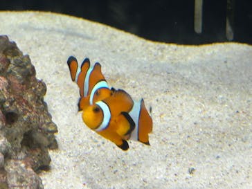 横浜開運水族館 フォーチュンアクアリウムに投稿された画像（2023/8/28）