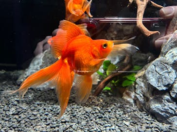 横浜開運水族館 フォーチュンアクアリウムに投稿された画像（2023/8/28）