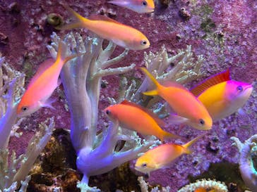 横浜開運水族館 フォーチュンアクアリウムに投稿された画像（2023/8/28）