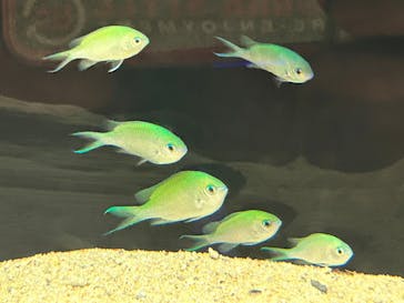 横浜開運水族館 フォーチュンアクアリウムに投稿された画像（2023/8/28）