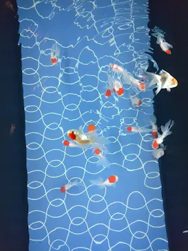 すみだ水族館に投稿された画像（2023/8/28）