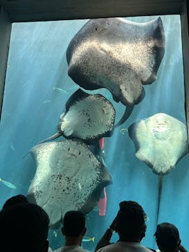 下田海中水族館に投稿された画像（2023/8/8）