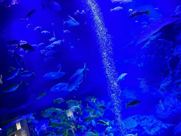 すみだ水族館に投稿された画像（2023/6/5）