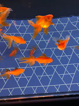 すみだ水族館に投稿された画像（2023/6/5）