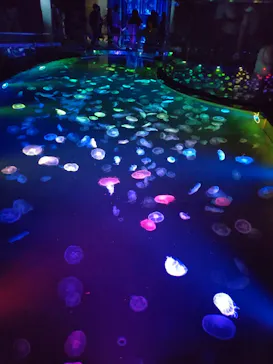 すみだ水族館に投稿された画像（2023/6/5）