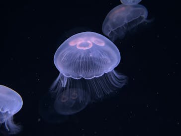 サンシャイン水族館に投稿された画像（2023/5/8）