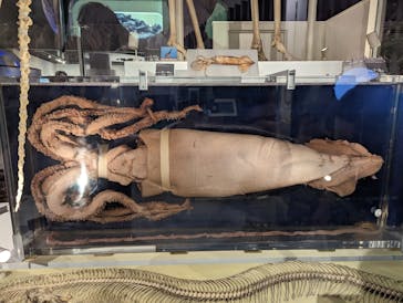 国立科学博物館に投稿された画像（2023/8/28）