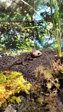 ぶっとんでるいきもの展に投稿された画像（2023/8/28）