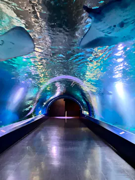 マクセル アクアパーク品川に投稿された画像（2023/8/28）