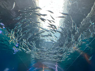 マクセル アクアパーク品川に投稿された画像（2023/8/28）