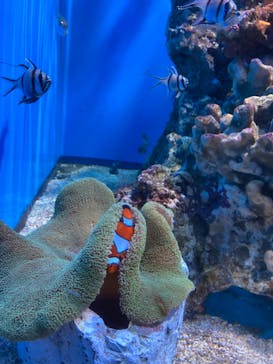 アクアワールド茨城県大洗水族館に投稿された画像（2023/8/28）