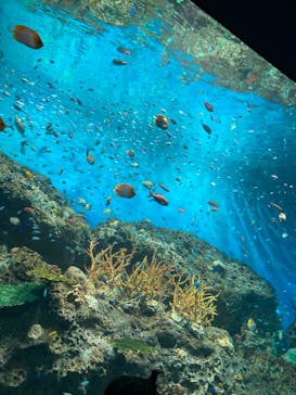 アクアワールド茨城県大洗水族館に投稿された画像（2023/8/28）