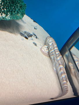 アクアワールド茨城県大洗水族館に投稿された画像（2023/8/28）