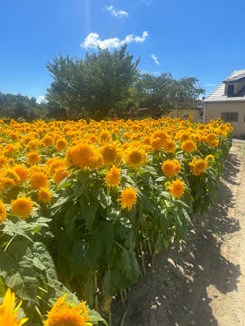 淡路ファームパーク イングランドの丘に投稿された画像（2023/8/28）