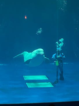 島根県立 しまね海洋館に投稿された画像（2023/8/28）