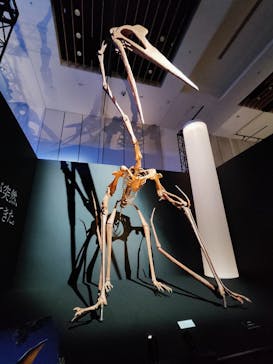 DinoScience 恐竜科学博 2023@TOKYO MIDTOWNに投稿された画像（2023/8/28）