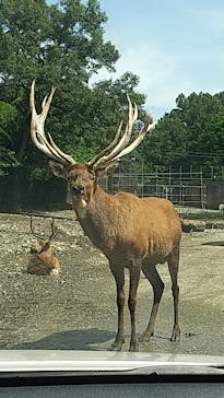 那須サファリパークに投稿された画像（2023/8/28）