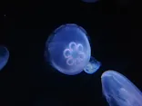 サンシャイン水族館に投稿された画像（2023/8/28）