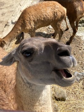 那須サファリパークに投稿された画像（2023/8/28）