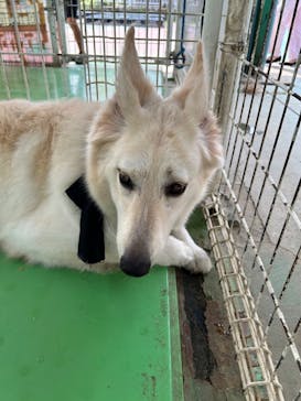 つくばわんわんランドに投稿された画像（2023/8/28）