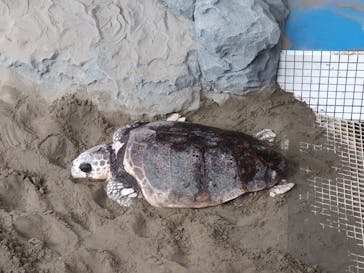 名古屋港水族館に投稿された画像（2023/8/28）