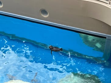 アクアワールド茨城県大洗水族館に投稿された画像（2023/8/28）