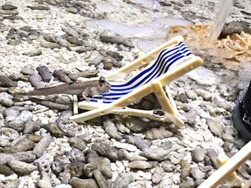 ゼロ距離水族館 伊勢シーパラダイスに投稿された画像（2023/8/28）