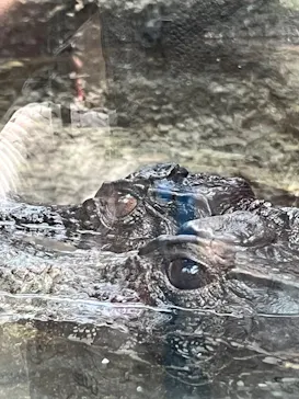 神戸どうぶつ王国に投稿された画像（2023/8/28）