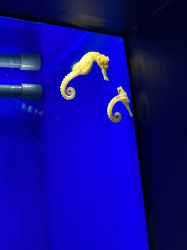 サンシャイン水族館に投稿された画像（2023/8/28）