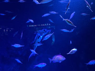 サンシャイン水族館に投稿された画像（2023/8/28）