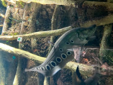 サンシャイン水族館に投稿された画像（2023/8/28）