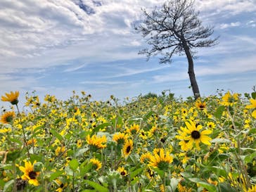 ニューヨークランプミュージアム＆フラワーガーデンに投稿された画像（2023/8/28）