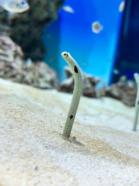 アクアワールド茨城県大洗水族館に投稿された画像（2023/8/28）