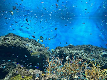 アクアワールド茨城県大洗水族館に投稿された画像（2023/8/28）