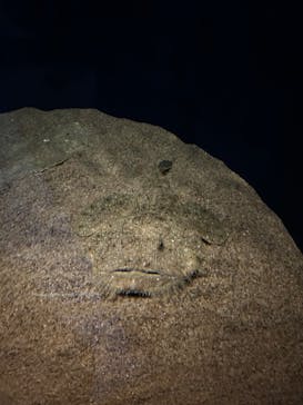 アクアワールド茨城県大洗水族館に投稿された画像（2023/8/28）