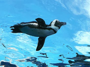 サンシャイン水族館に投稿された画像（2023/8/28）