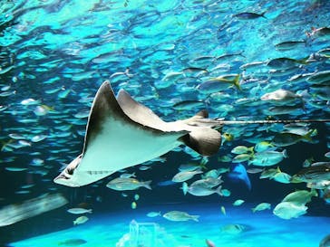 サンシャイン水族館に投稿された画像（2023/8/28）