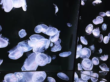 サンシャイン水族館に投稿された画像（2023/8/28）