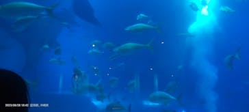 沖縄美ら海水族館に投稿された画像（2023/8/28）