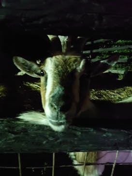 群馬サファリパークに投稿された画像（2023/8/28）