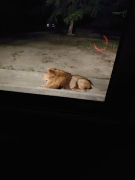 群馬サファリパークに投稿された画像（2023/8/28）